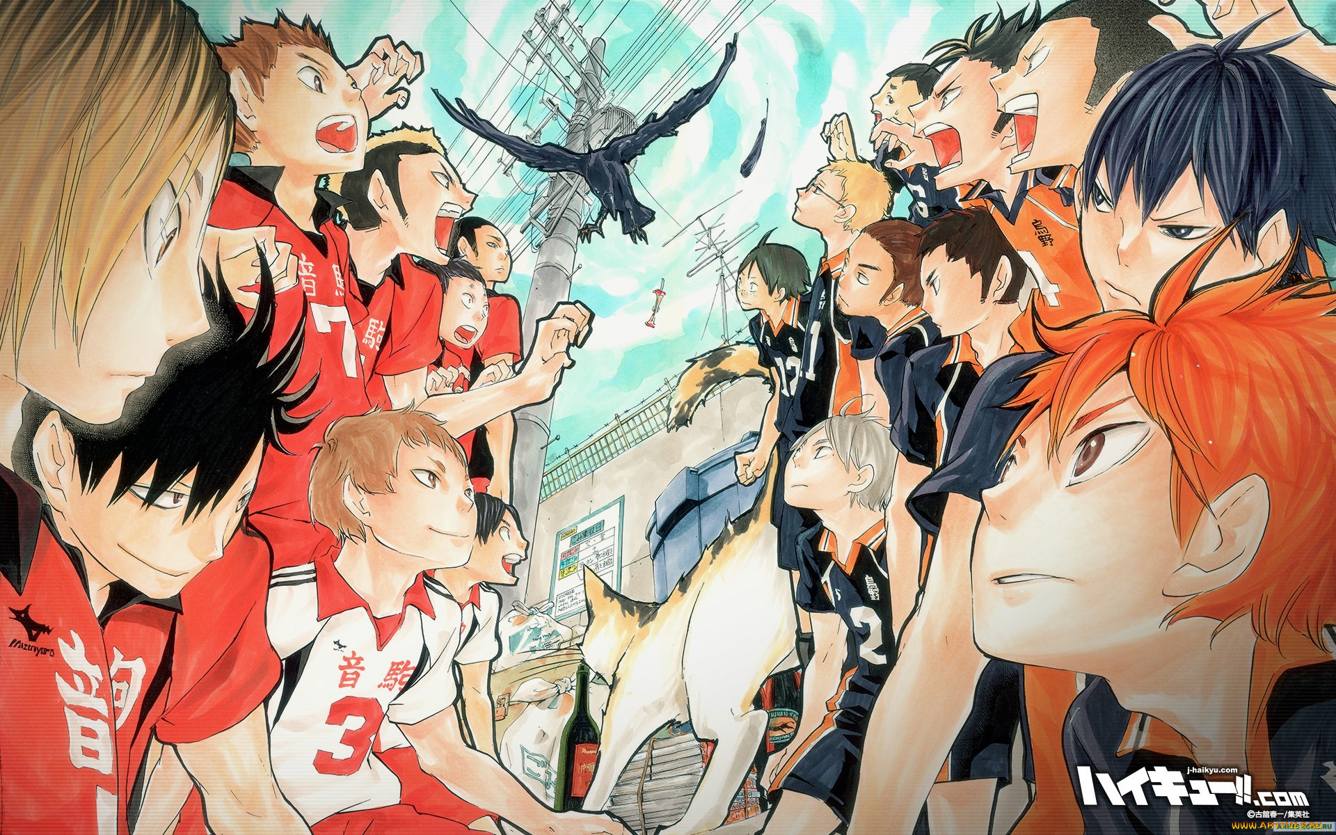 , haikyuu, 